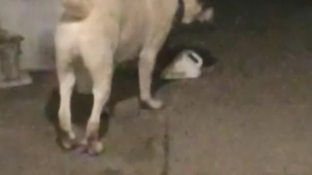 Big kind dog!