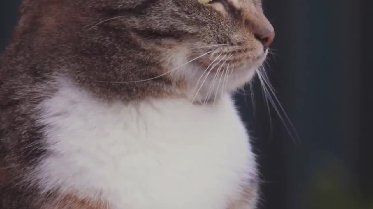 Beautiful ❤️😍 cat 🐈🐈