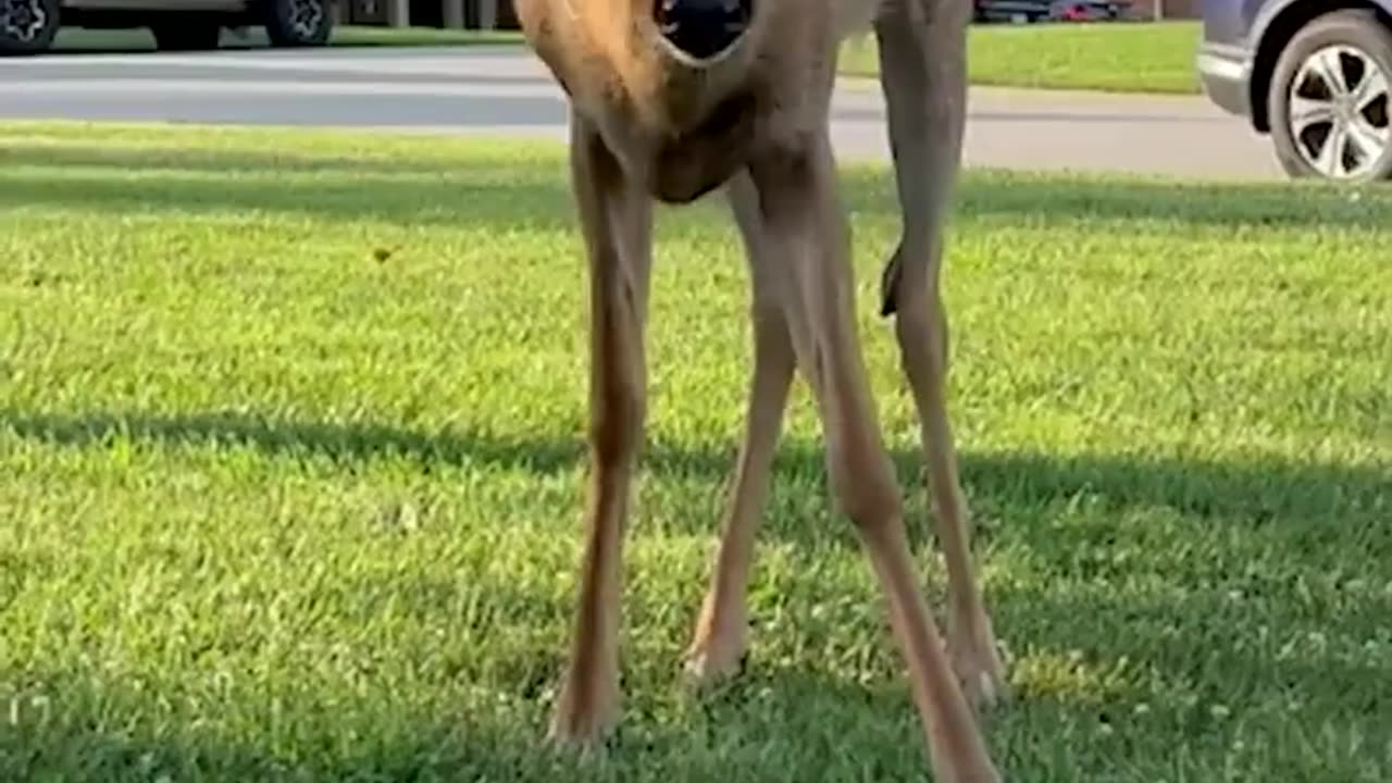 Tiny kitten befriends deer