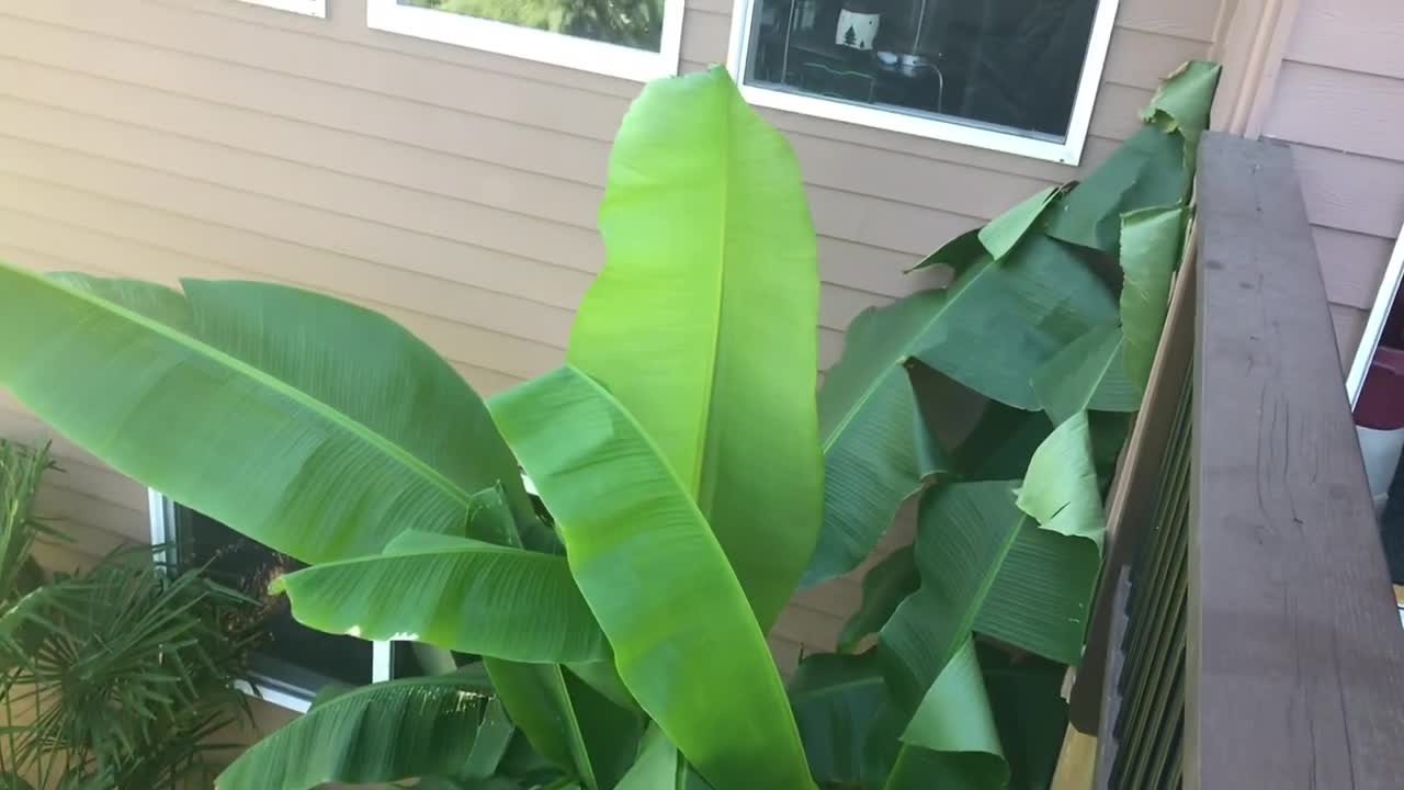 Schefflera taiwaniana from above