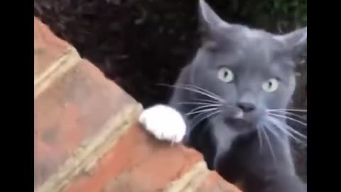 Don't try to contain your laughter while watching Funniest Cats - Funny Cats Life