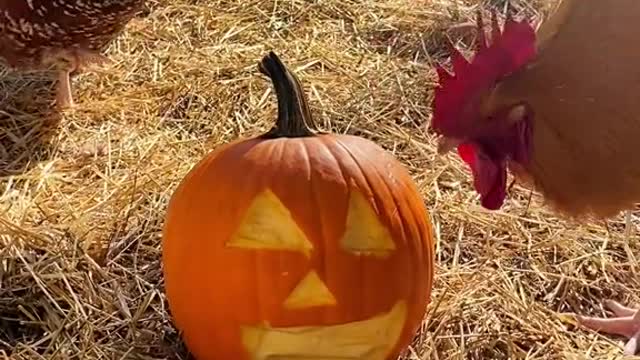 The reason we couldn't do the viral chicken pumpkin carving trend....