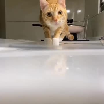 Episode 4| cute cats and dogs compilation video | cutest baby animals