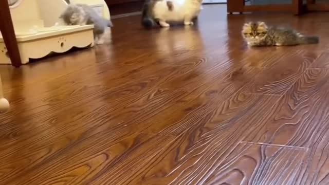 Very cute cat video funny cat