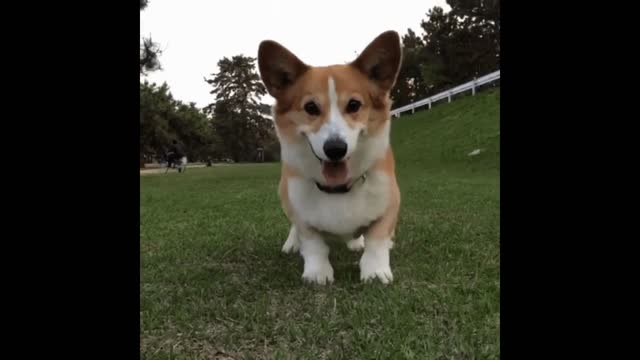 Restless dog gif video