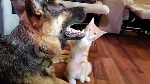 How a German Shepherd and a Kitten Became Best Friends