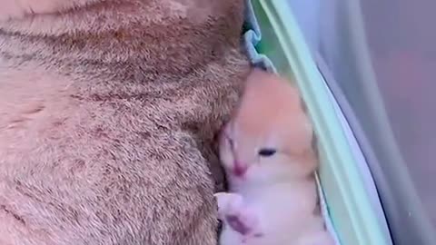 Cute Kitten Cat Sleeping