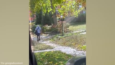 Funny Dog and Human Video 2024