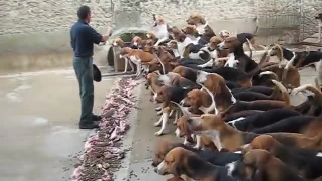 Cute Dogs and are Best Friends - Dogs Babysitting Babies Video