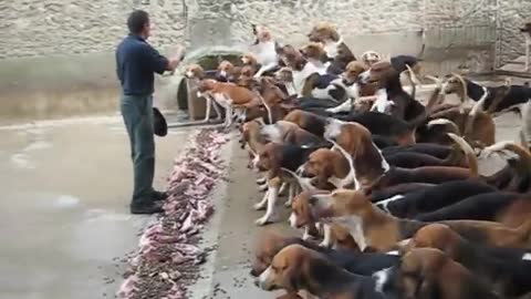 Cute Dogs and are Best Friends - Dogs Babysitting Babies Video