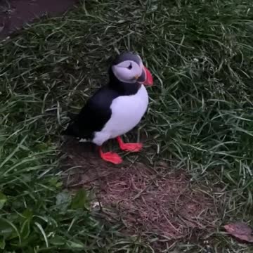 Puffins are cute