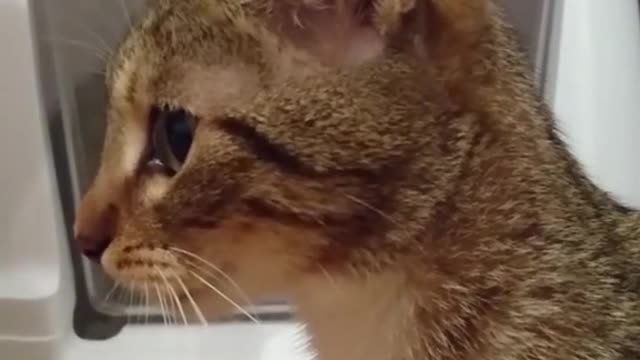 Gatito ayuda a liberar a su hermana de una tramposa caja nueva