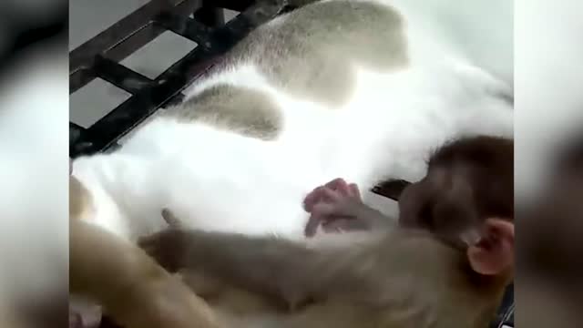 Cat and Monkey Playing | Very Unlikely Friends | Poke My Heart