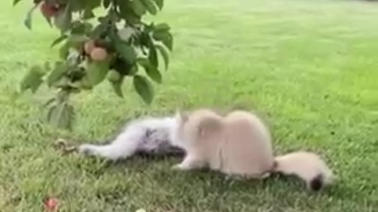 Battle of the peach tree