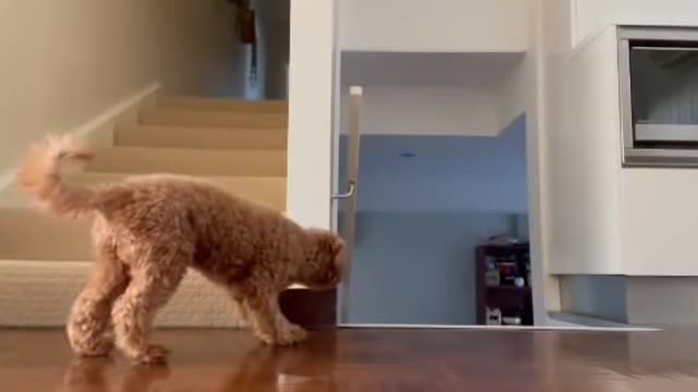 Sneaky Dog Tries to Scare Owner