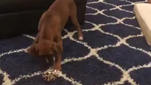 Fake Mouse Prank on Dog