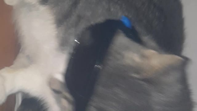 the cat does not want to be a model