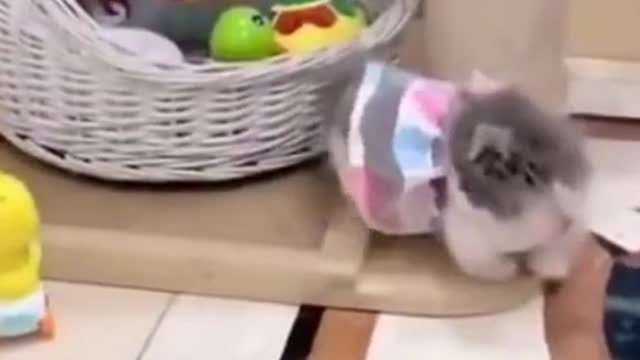 cute funny cat with dress gets scared by toy, watch till the end!!