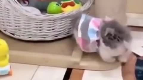 cute funny cat with dress gets scared by toy, watch till the end!!