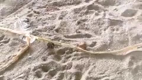 Guy Rescues Trapped Injured Puppies