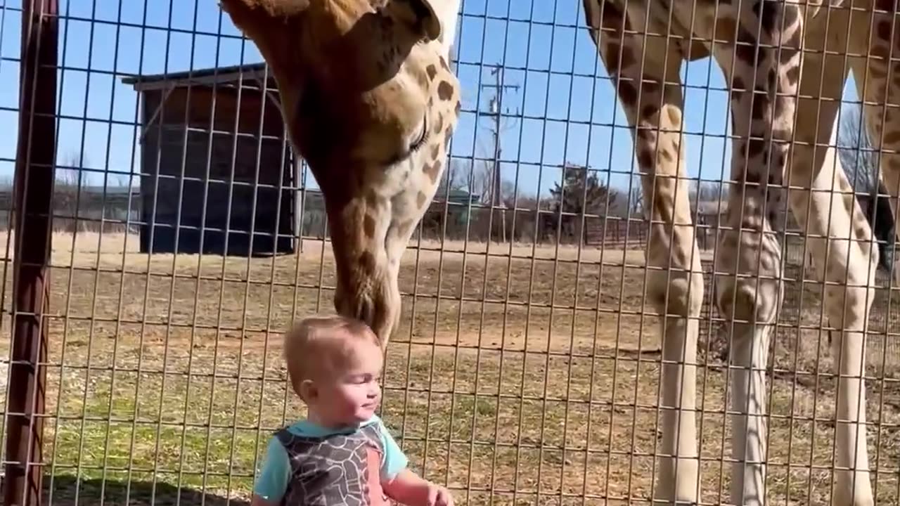 Cute Giraffe gives cute smoothes to baby