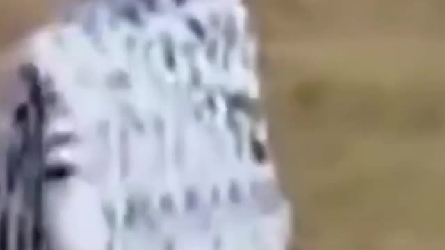 Animal Prank Gone Wrong