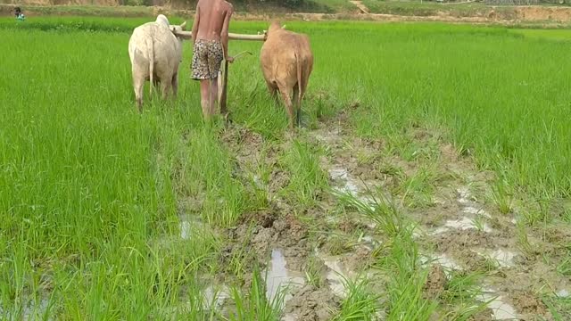 छत्तीसगढ़ी राज्यकीय गीत 2022 जय जवान जय किसान