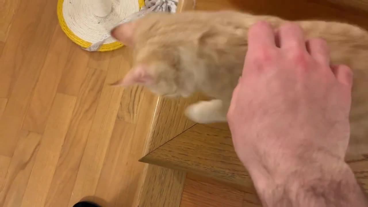 This is what happens when I pet my cat