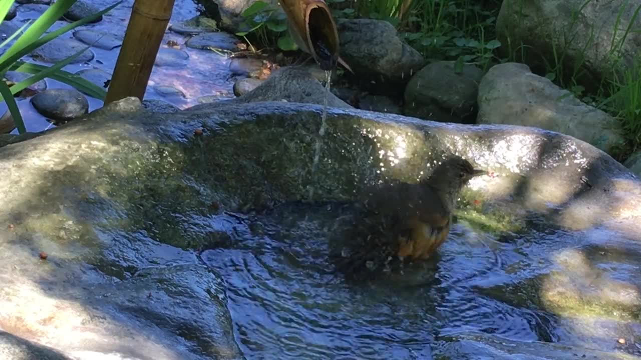 Bird Spring Bathing Source Ave Melodious Garden