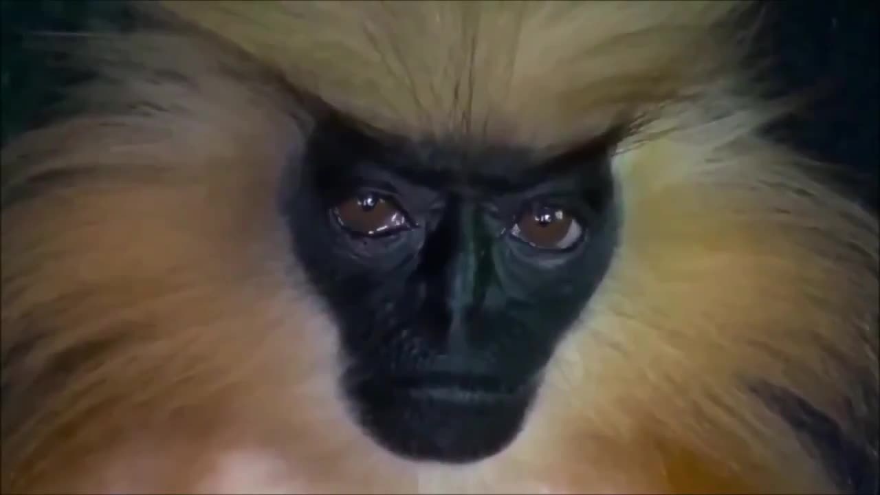 This monkey looks almost human