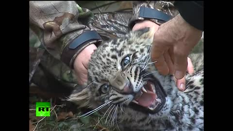 Video_ Putin enters leopard cage at Sochi National Park