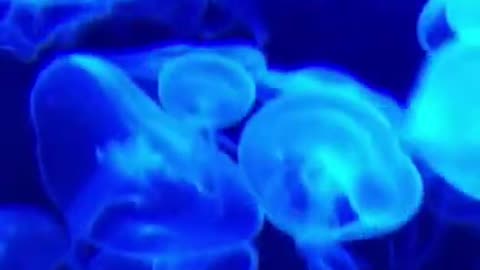 Group Of Very Beautiful Blue Jellyfishes #shorts #shortvideo #video #virals #videoviral