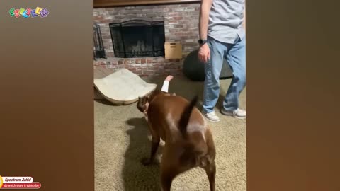 New Funny Animals 😅 Funniest Cats and Dogs 2023 😹🐶
