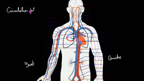 cardiovasculaires