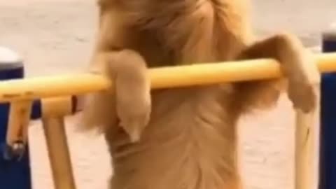 Funny animals / dancing dog