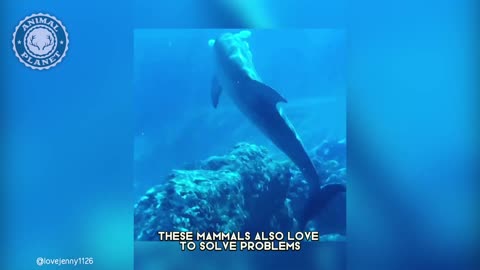 Dolphin - In 1 Minute! 🐬 One Of The Most Intelligent Animals In The World Animal Planet Videos