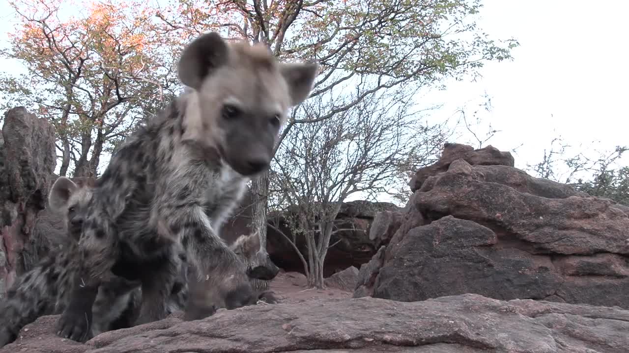 Why Are There No Hyenas In North America?-3