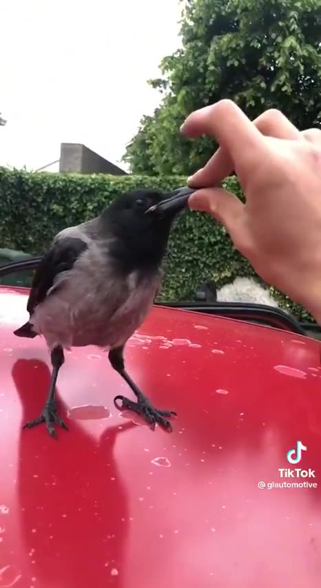 Stupidbird argues with his neighbor