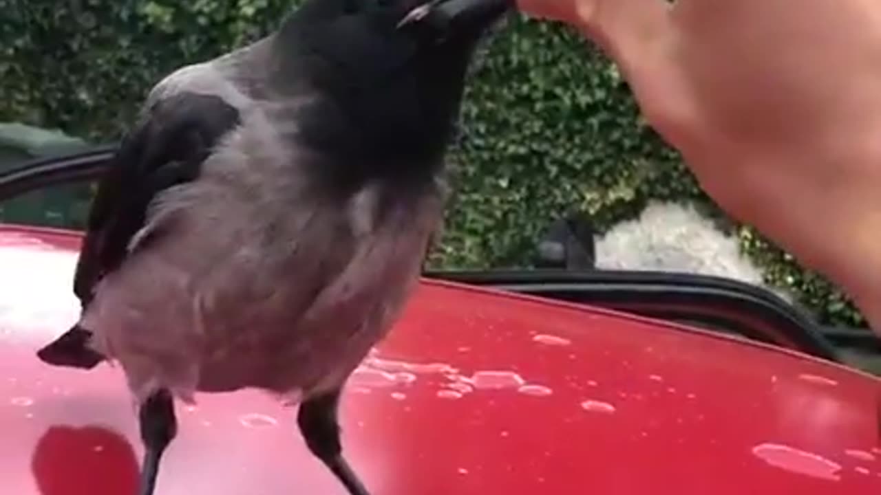 Stupidbird argues with his neighbor