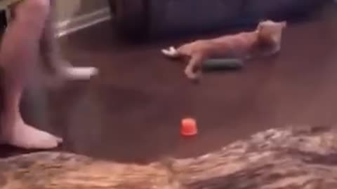 Animals funny videos