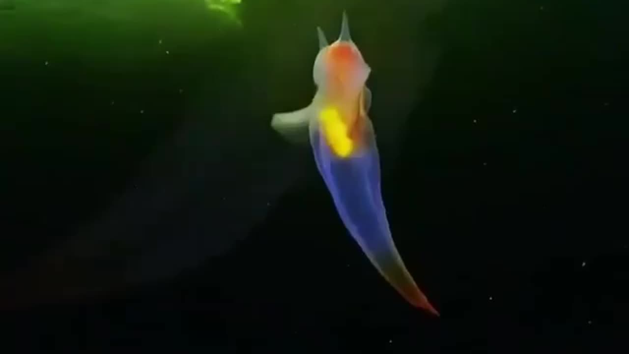 marine mollusks live mainly in cold waters.