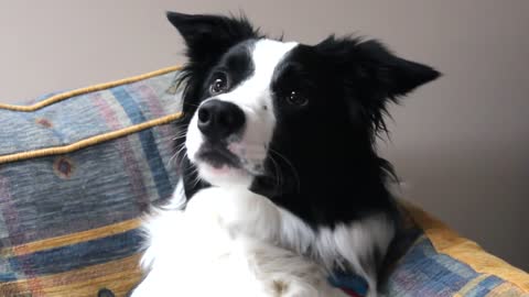 Border Collie Talking