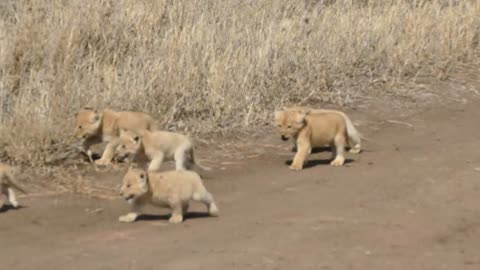 Lion cub enjoying most beautiful