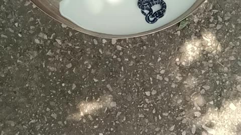 HAR HAR HAR MAHADEC