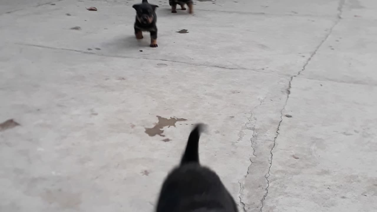 Rottweiler dogs