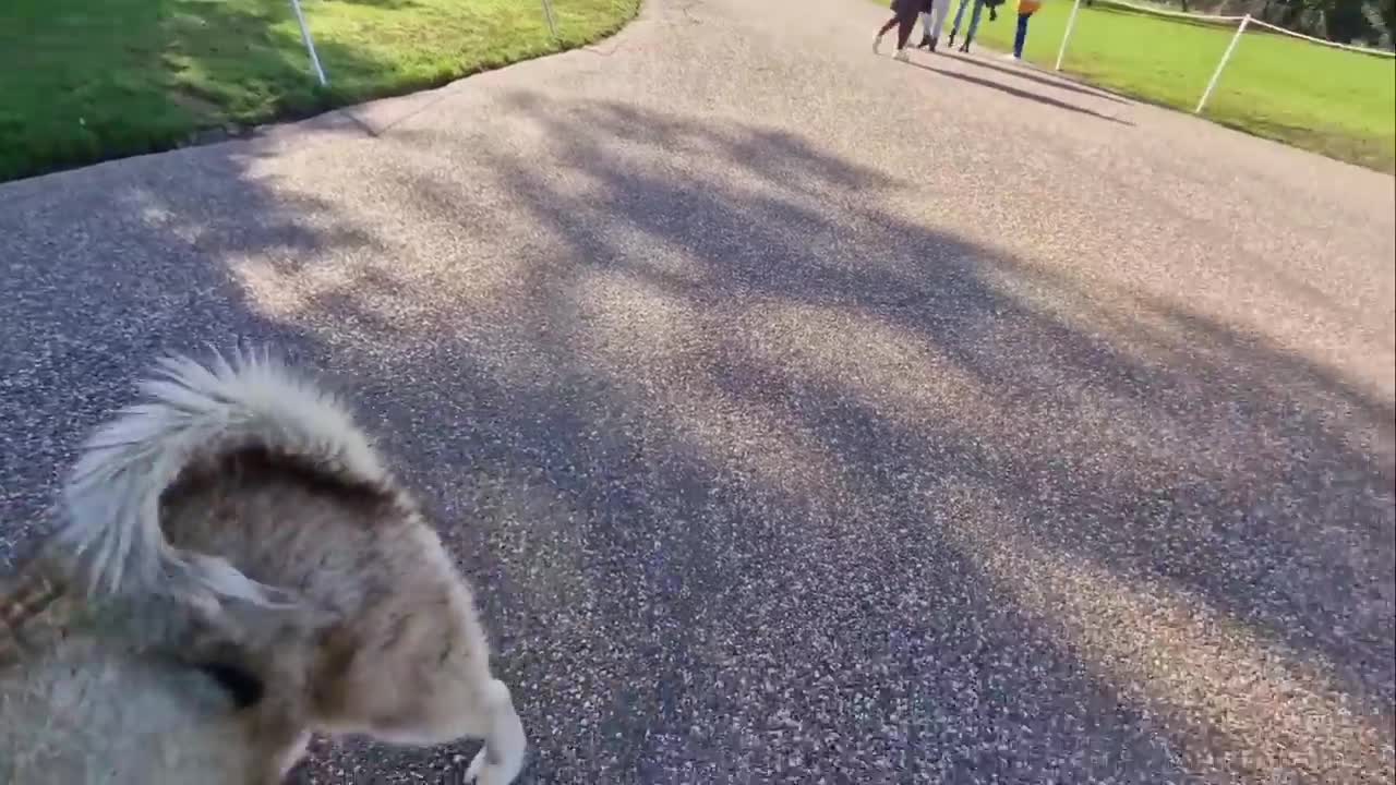 Husky Almost Gets Arrested For Howling