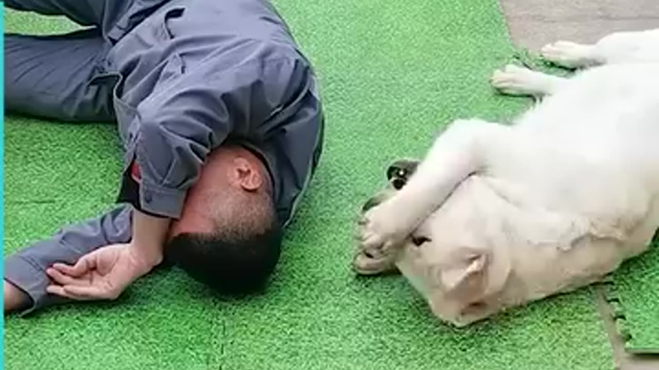 Man Trains Labrador To Copy His Every Move.