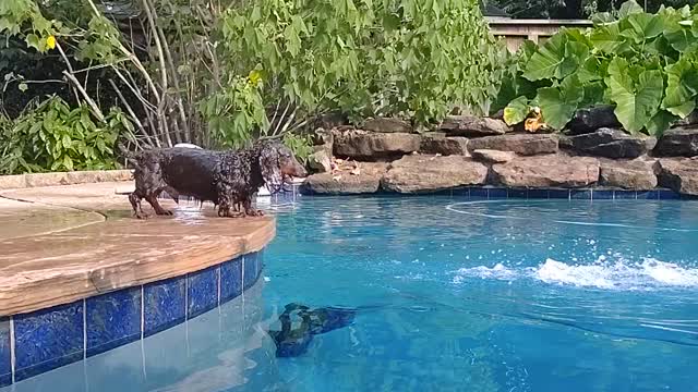 Nero and the water hose, slow motion