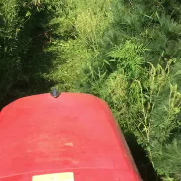 Mowing rows of nursery trees to keep weed away