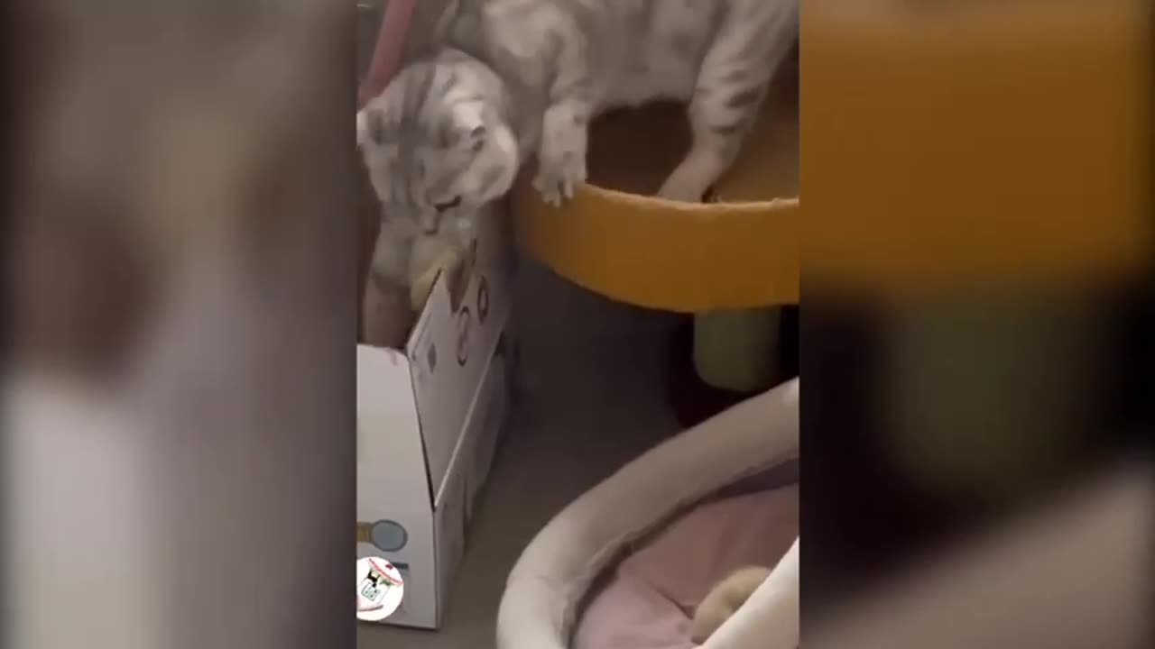 Funny Cats Videos 2023 - Cute Cats and Kittens Compilation